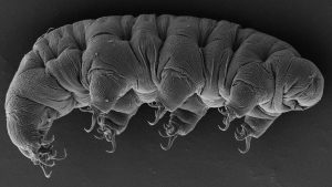 Microscopic photo of tardigrade